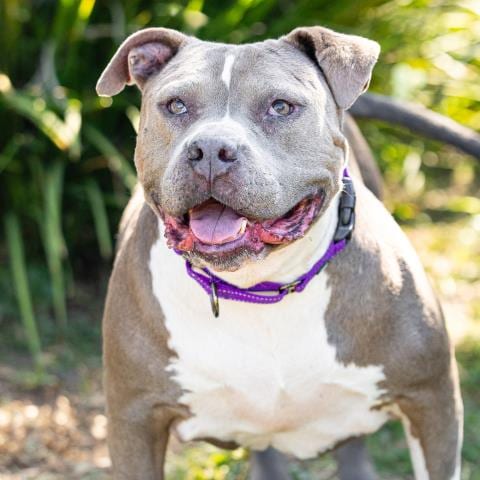 Photo of Squish, adoptable senior Pit Bull Terrier in Camarillo, California