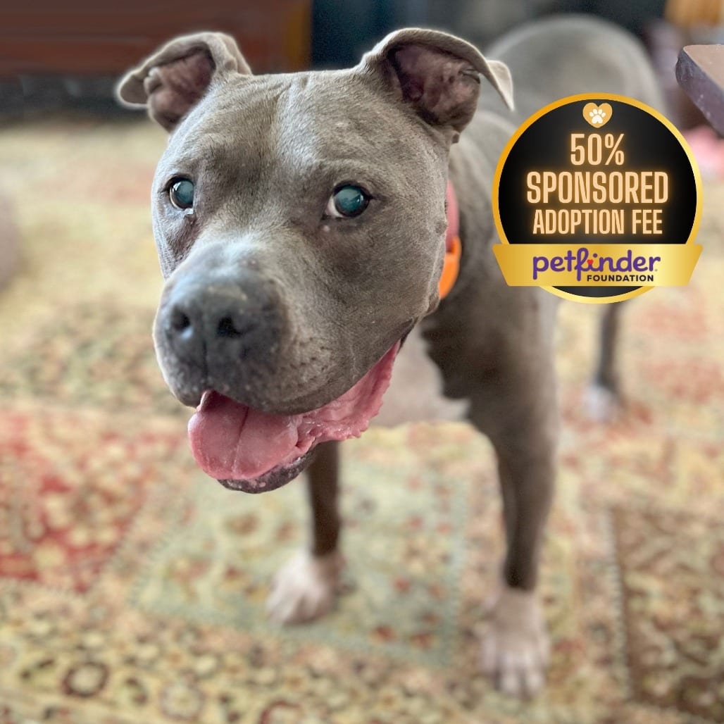 Photo of Optimus Prime, adoptable senior Terrier, Pit Bull in York, Pennsylvania