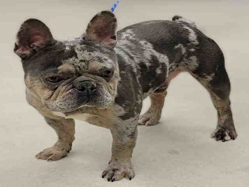 BLUE, adoptable senior French Bulldog in Rockford, IL