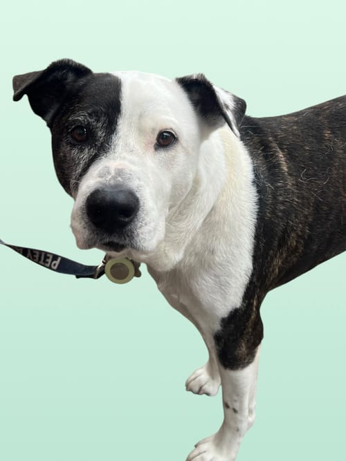 Photo of Petey, adoptable senior Terrier in Rockville, Maryland