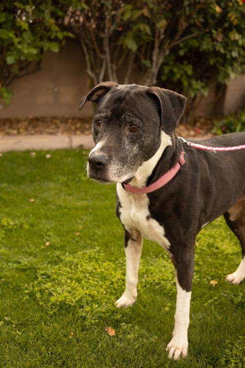 ANNABELLE "Annie", adoptable senior Boxer in Chandler, AZ
