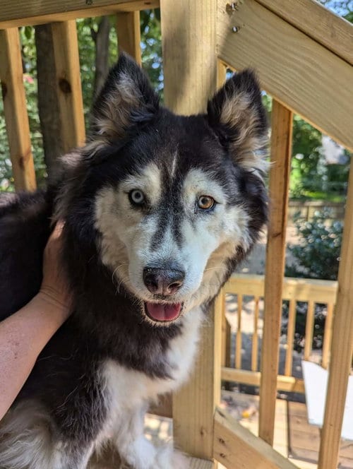 Photo of Sakari, adoptable senior Siberian Husky in Holly Springs, North Carolina