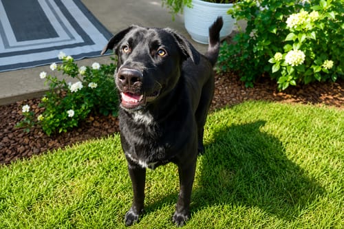 Photo of Tyson, adoptable senior Labrador Retriever in Clovis, California