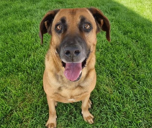 Photo of Scar, adoptable senior Redbone Coonhound in Albuquerque, New Mexico