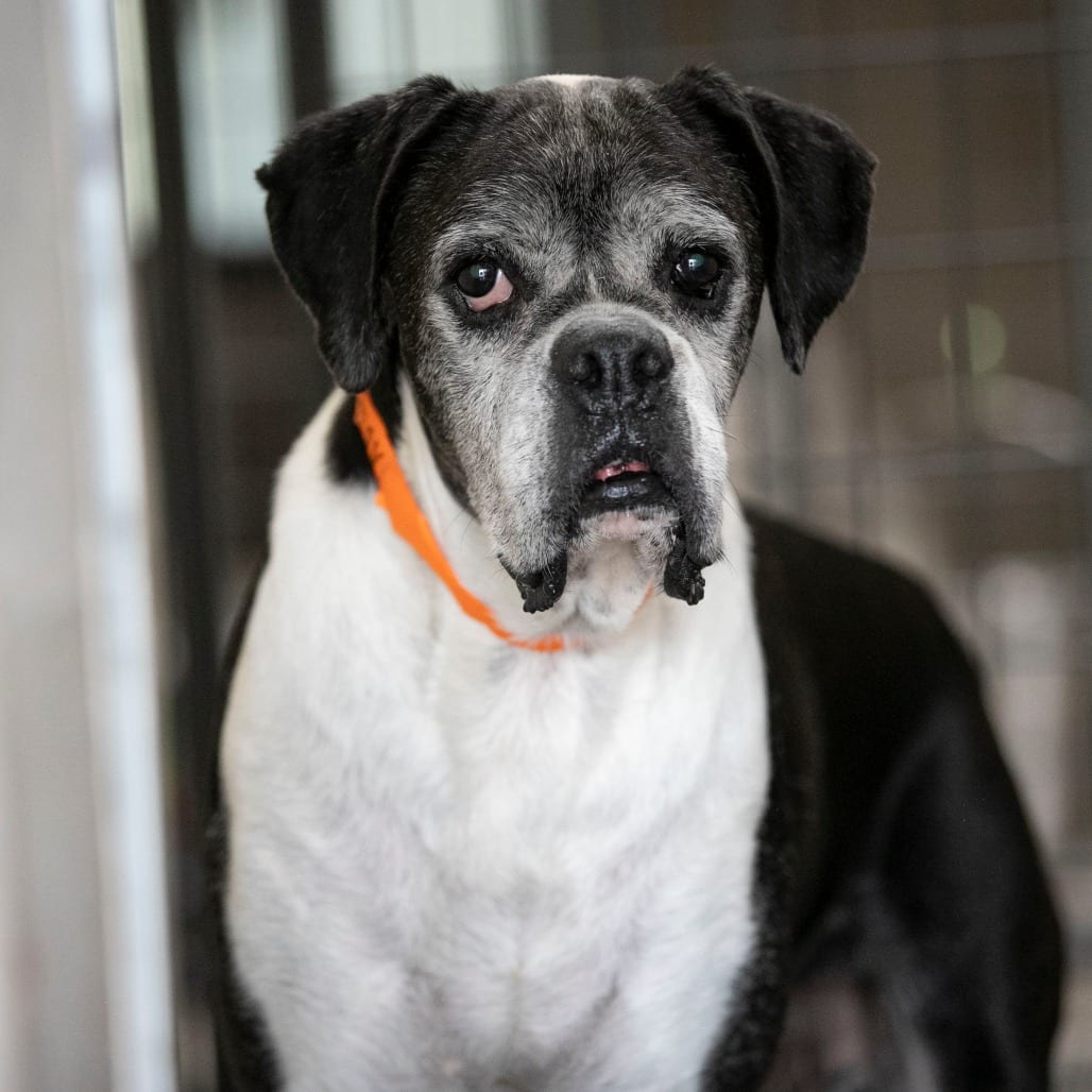 Photo of Wicket (AG26-94), adoptable senior Boxer / None in Colorado Springs, Colorado