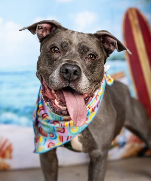 Photo of Bella, adoptable senior American Pit Bull Terrier in Andover, Minnesota