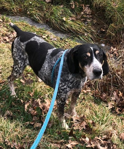 Photo of Birdie, adoptable senior Hound in Elkins, West Virginia