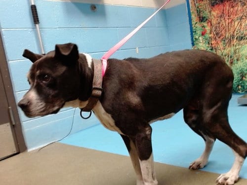 Photo of Queenie, adoptable senior Pit Bull Terrier in Moreno Valley, California