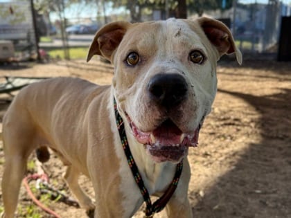 Photo of Miguel HW+, adoptable senior dog in Georgetown, Texas