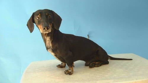 Photo of Coffee, adoptable senior Dachshund in Gardena, California
