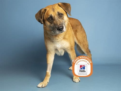 Photo of Kimber, adoptable senior German Shepherd Dog in Phoenix, Arizona