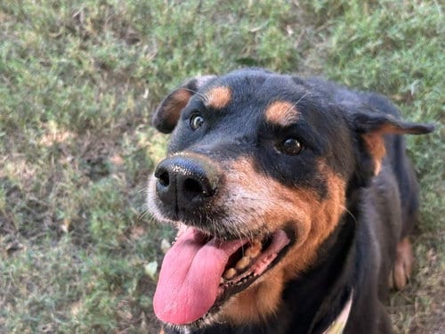 Photo of Jozy, adoptable senior Rottweiler in Tulsa, Oklahoma