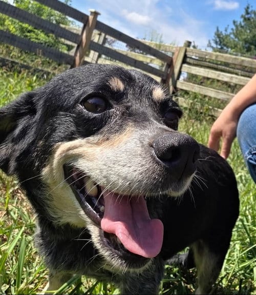 Photo of Daisy, adoptable senior Terrier in Ashville, Ohio