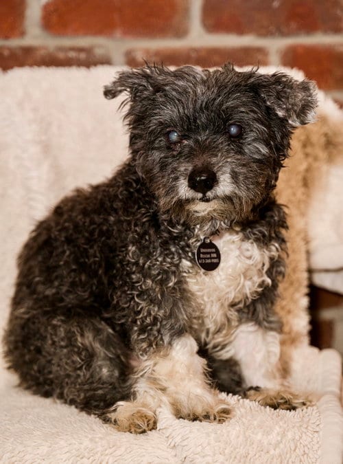 Photo of Gary, adoptable senior Schnauzer in St. Louis Park, Minnesota
