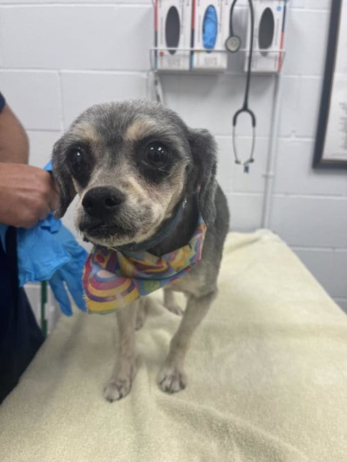Photo of Annie, adoptable senior Yorkshire Terrier Yorkie in West Palm Beach, Florida