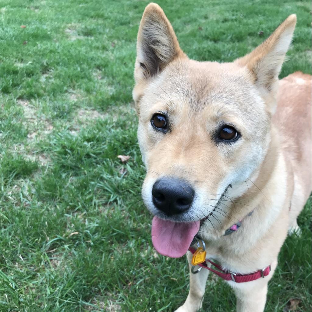 Photo of Moxie, adoptable senior Korean Jindo in Fairfax Station, Virginia
