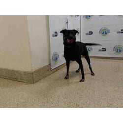 Photo of Mia, adoptable senior Terrier (Unknown Type, Medium) in Doral, Florida