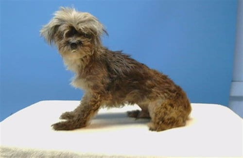 Photo of Mamba, adoptable senior Terrier in Gardena, California
