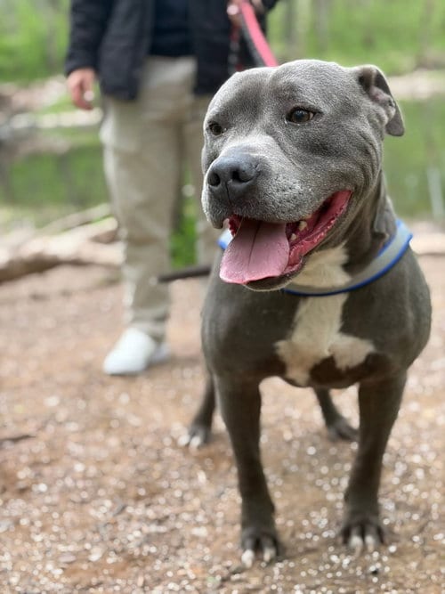 Photo of Bluey (8yo, 69lbs), adoptable senior Pit Bull Terrier in Hinton, West Virginia