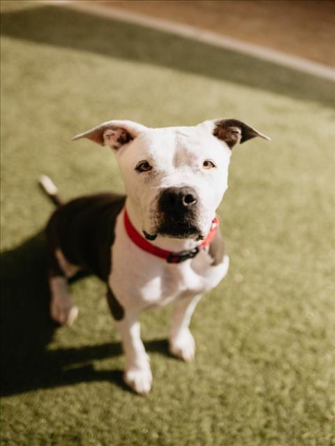 Photo of Lola, adoptable senior Pit Bull Terrier in Las Vegas, Nevada