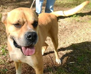 Photo of Jacoby, adoptable senior Boxer in Frankston, Texas