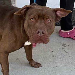 Photo of Jughead, adoptable senior American Staffordshire Terrier in Washington, Georgia