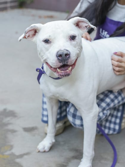 Photo of Cavatelli, adoptable senior dog in Chamblee, Georgia