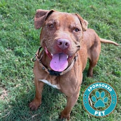 Photo of Soho, adoptable senior Mixed Breed (Large) in Lakeland, Florida