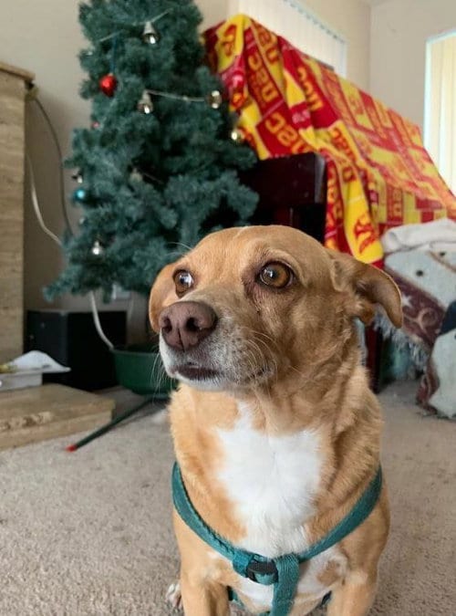 Buttercup, adoptable senior Chihuahua in Calgary, AB