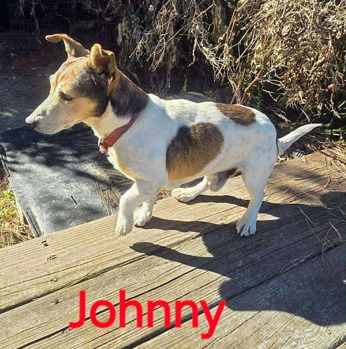 Photo of Johnny, adoptable senior Jack Russell Terrier in Columbia, Tennessee