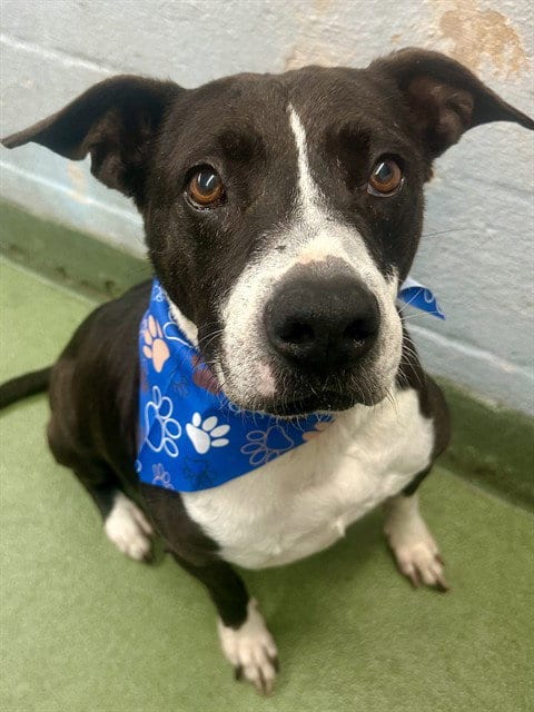 Photo of Rocky, adoptable senior Terrier in Miami, Florida