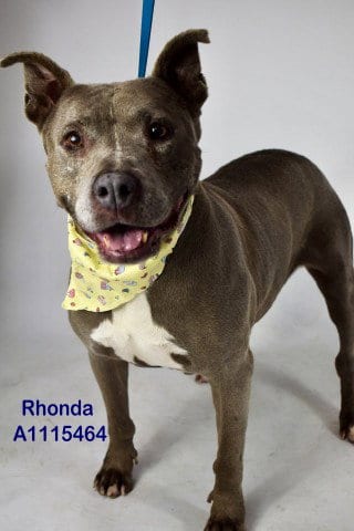 Photo of Rhonda, adoptable senior Pit Bull Terrier in Bakersfield, California