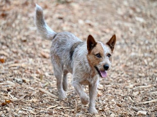 Photo of Baru, adoptable senior Queensland Heeler in Santa Cruz, California