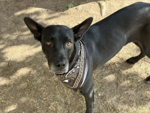 Photo of Shea/ Gege, adoptable senior Greyhound in Tulsa, Oklahoma