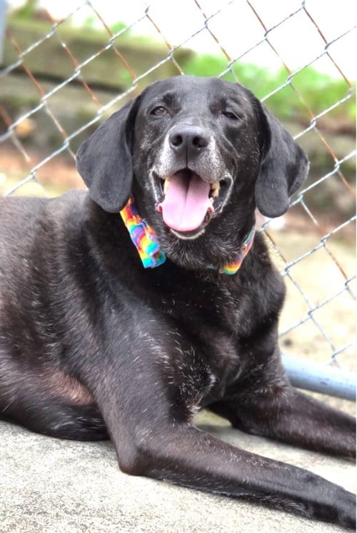 Stanley Martin Steele, adoptable senior Plott Hound in Rockaway, NJ