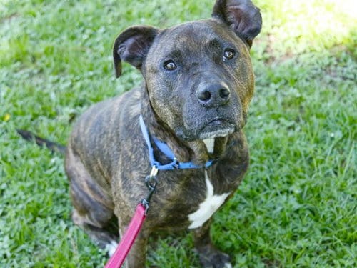 Photo of Jazz, adoptable senior American Pit Bull Terrier in Tallahassee, Florida