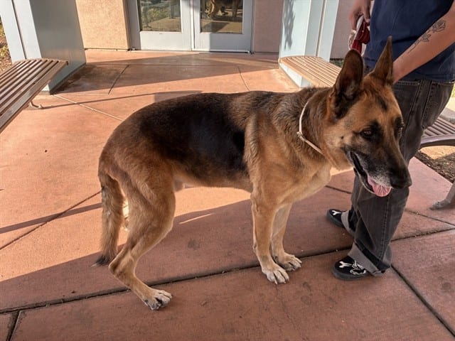 Photo of Teddy, adoptable senior German Shepherd Dog in San José, California