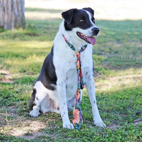 Photo of Ray, adoptable senior Border Collie in Albuquerque, New Mexico