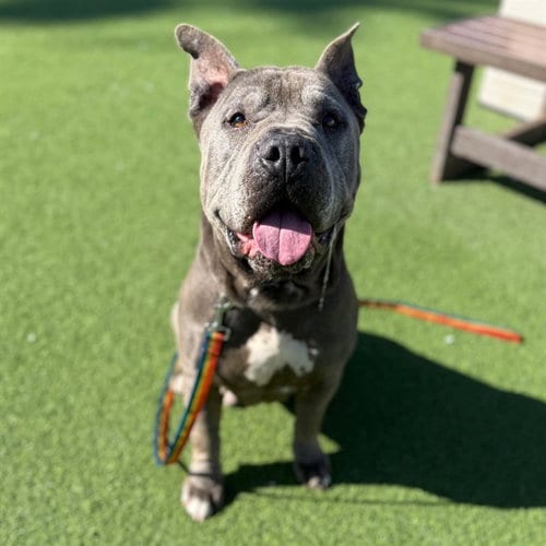 Photo of Diesel, adoptable senior Pit Bull Terrier in Camarillo, California