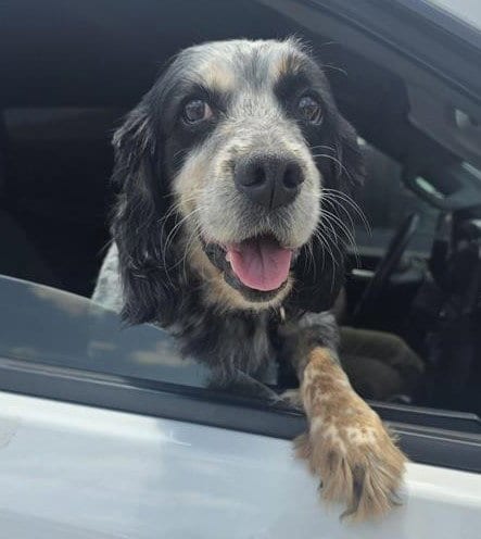 Photo of Bentley, adoptable senior Cocker Spaniel in San Antonio, Texas