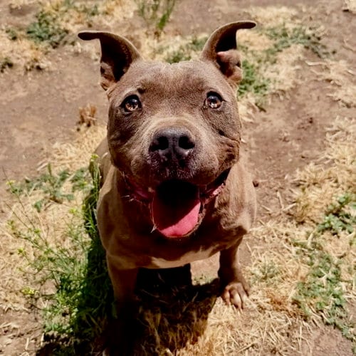 Yoki, adoptable senior American Staffordshire Terrier in Yreka, CA