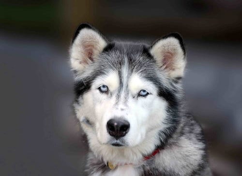 Photo of Snowcone, adoptable senior Siberian Husky in Walnut Creek, California