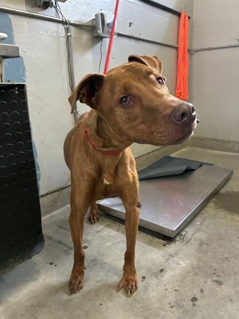 Photo of Milo, adoptable senior Vizsla in Camarillo, California