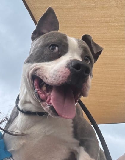 Photo of Nico, adoptable senior dog in Chamblee, Georgia