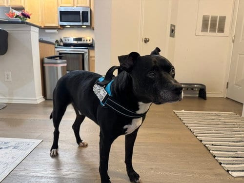 Photo of Trevor, adoptable senior Terrier in Herndon, Virginia