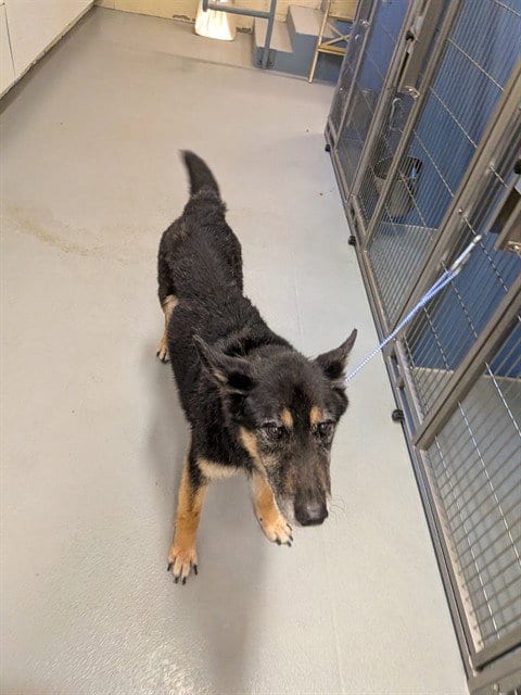 Photo of Hugo, adoptable senior German Shepherd Dog in South Lake Tahoe, California