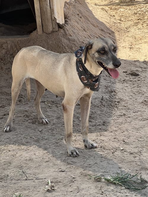 Photo of Gracie, adoptable senior Black Mouth Cur in Gun Barrel City, Texas