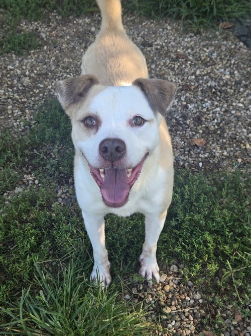 Photo of Poncho, adoptable senior Pit Bull Terrier in Boston, Kentucky