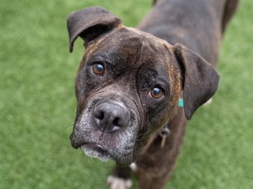 Photo of Mama, adoptable senior Boxer in Denver, Colorado