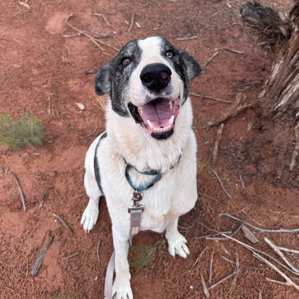 Photo of Therman, adoptable senior Retriever, Labrador / Mix in Kanab, Utah